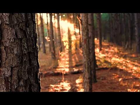 TheH215 - I Wish I Had A Dream