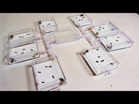 アリの巣8個つなぎ合わせてトーナメント