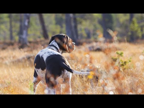 The Power of Pointer Dogs The Essential Role in Scent Detection Work