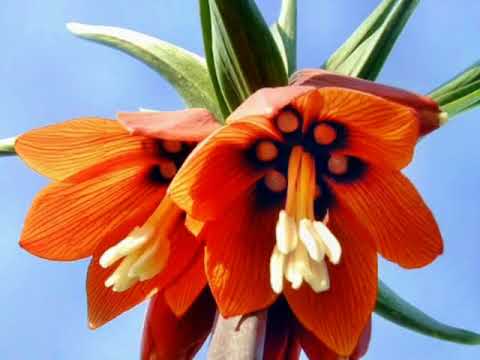 hasan zirak  hatyw maka  hawler  nuskhaya