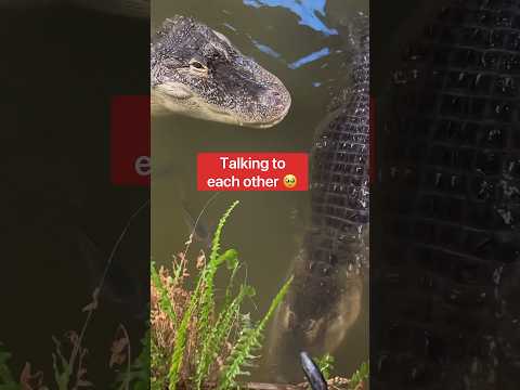 My Alligators Finally Meet & Fall In Love 😍 #shorts #alligator