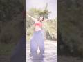 Kajal Agarwal Hot And Beautiful South Actress Video Shortsfeed Whatsappstatus Shortsvideo Shorts