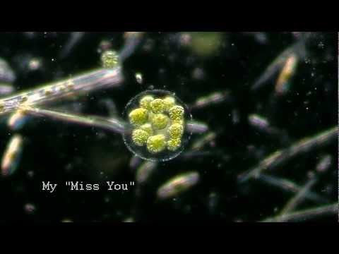 I Miss You (Original mix) Humo  | 432hz