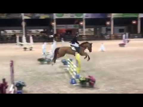 2nd dam Qalyska AB - Gilles Van Hamme