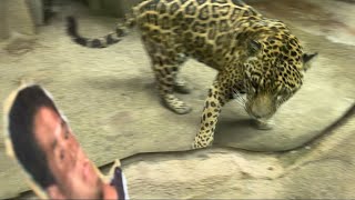 ジャガー vs  野獣先輩