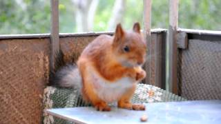 preview picture of video 'The squirrel in a city. Белка в городе. 2'