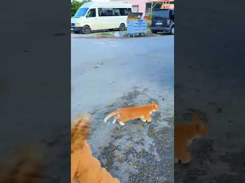 لولو شافت قطه بدا تسوق الموتور😱@Aalam_Ghazal