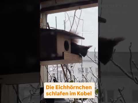 Kältewelle droht: Pflanzen schützen vor -15°C!