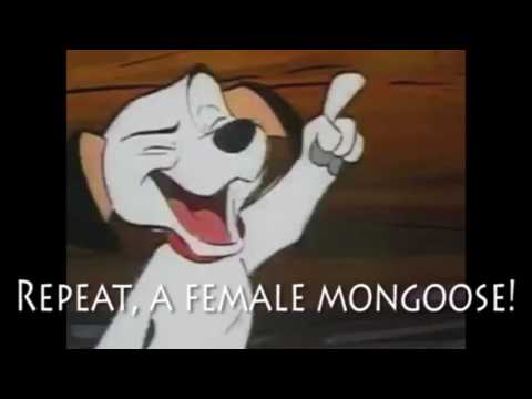 Wild Animal Story Part 22 - Christmas at Yankee's