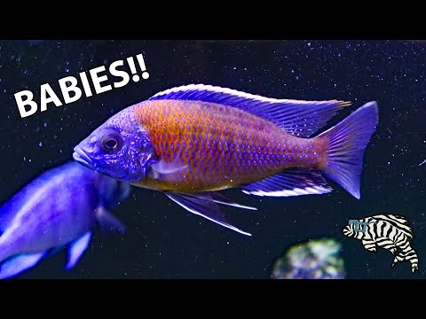 image-How long does it take for cichlids to have babies?