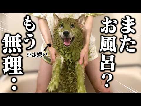 【風呂キャン失敗した柴犬...】水嫌いの犬をお風呂に入れたら..?全力で「拒否柴」してガチ泣きしちゃう姿が可愛すぎました・・