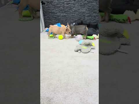 Video 4