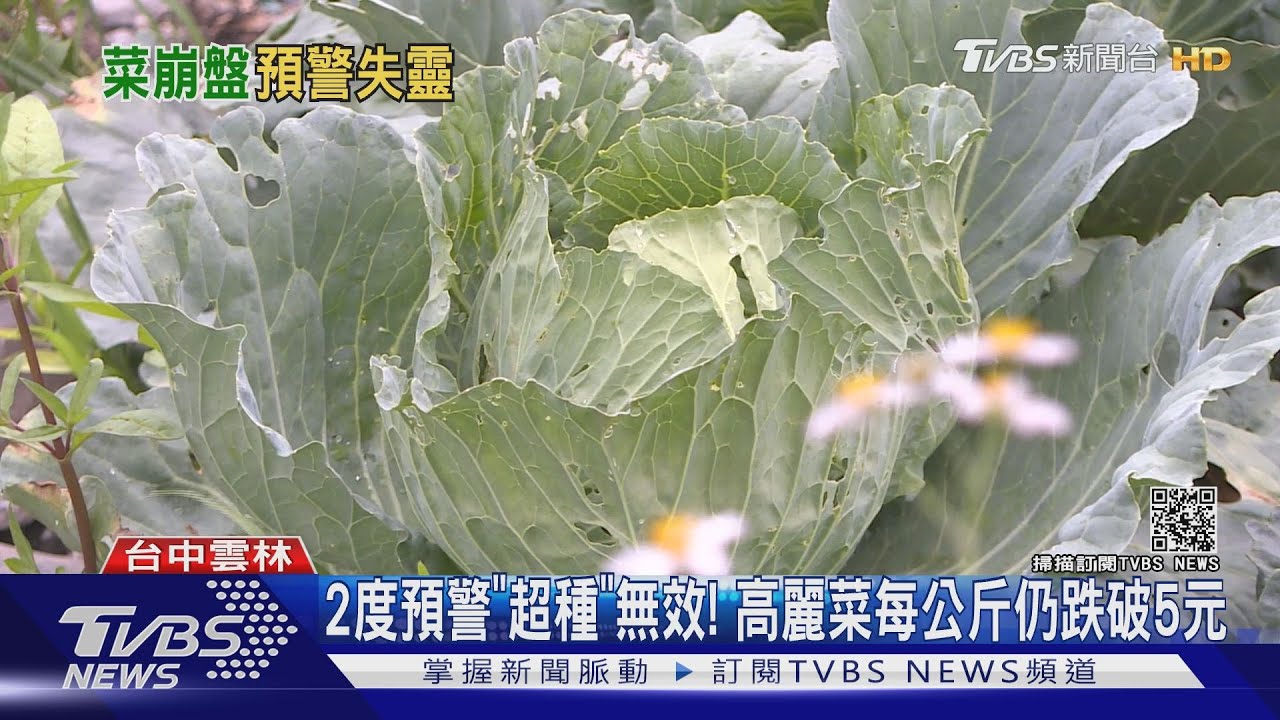 2度預警「超種」無效! 高麗菜每公斤仍跌破5元