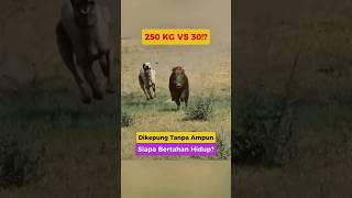 Download lagu 🐗 Duel Alam Liar: Babi Hutan 250Kg vs Anjing Pemburu! Siapa Unggul di Akhir | Wild Boar vs Dog Hunt mp3