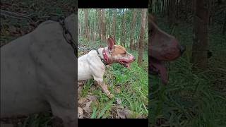 Download lagu anjing pemburu kecapean habis tempur mp3