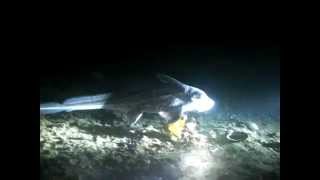 preview picture of video 'Stor havmus Askøy (ghost shark)'