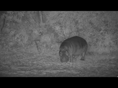 Djuma: Hippo leaving - 22:04 - 12/20/20
