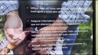 Descenso de temperaturas y vientos acelerados podrían afectar los cultivos esta semana