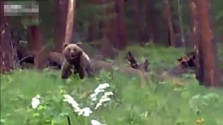Bear Charging Hunters Stopped Dead In Tracks