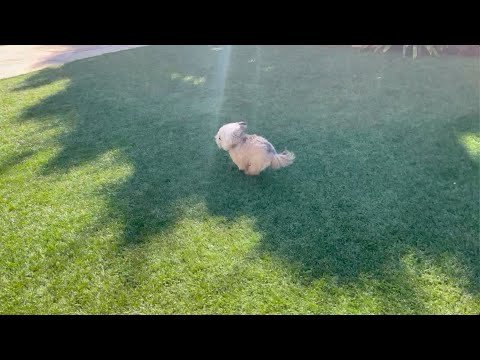 NORBERT THE DOG BUNNY SQUIRREL