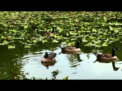 Lessons of the Geese.