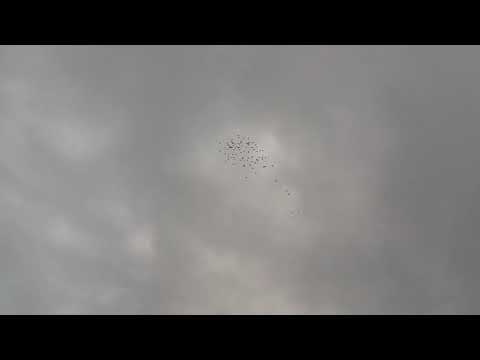 GOŁĘBIE ANDRZEJA ELBLĄG 4.05.19 SOBOTA TRENING O 5:30 💪