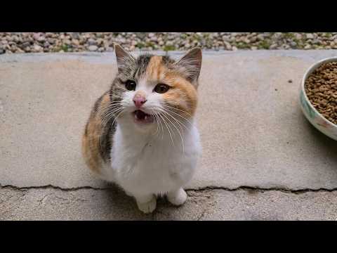 당당하게 요구하는 길냥이