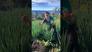 Download lagu Beautiful girl onion farmer mp3 Download lagu Beautiful girl onion farmer mp3