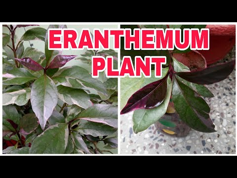 , title : '#eranthemumplant 70-How to grow eranthemum plant by cutting and  take  Care  of it'