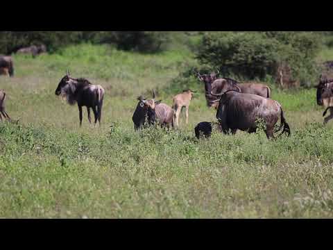 Wildebeest Calving at Lake Ndutu Serengeti Tanzania - Wildebeest New Calf
