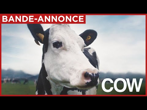 Cow - bande annonce Ad Vitam