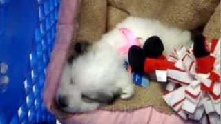 preview picture of video 'Anna Faith, 1st trip to Petsmart.'