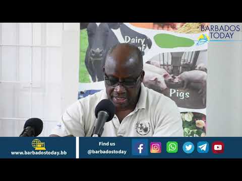 Barbados Today News First poultry, now dairy could see price hikes – BAS