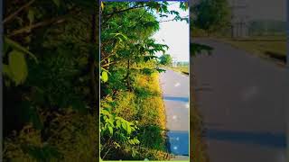 Download lagu STORY WA 'YANK' ( Wali Band )  https://youtu.be/Oaifu0F_-Ro mp3