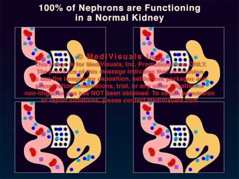 Normal Kidney and Function