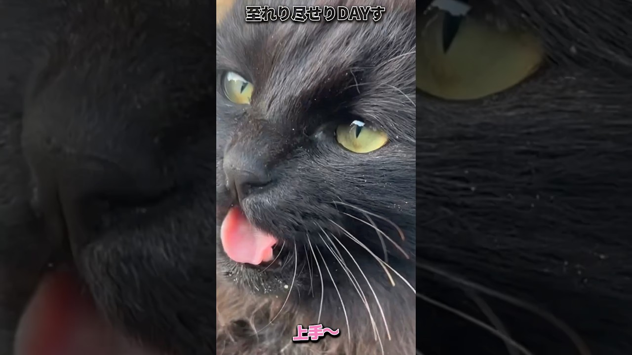 "DAY167"「イカ耳を探れ!!」 #猫のいる暮らし #ファーム生活 #cat #猫好きさんと繋がりたい #shorts