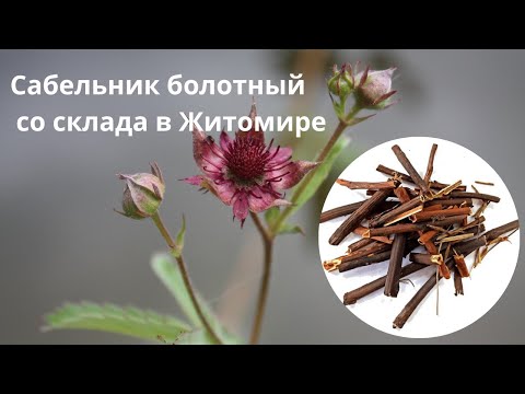 Сабельник корень (1 кг) - фото 1 - id-p2455551500