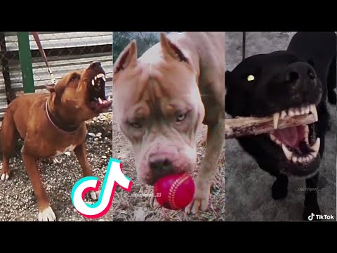 Most Badass Dog Glow Ups - Tiktok Compilation