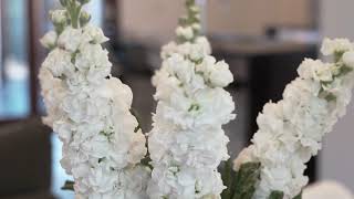 5 Daours Court, WATSONIA, VIC 3087