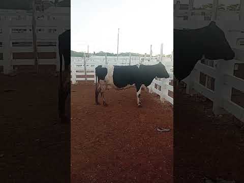 feira de Gado de Sumé PB 23/02/2026