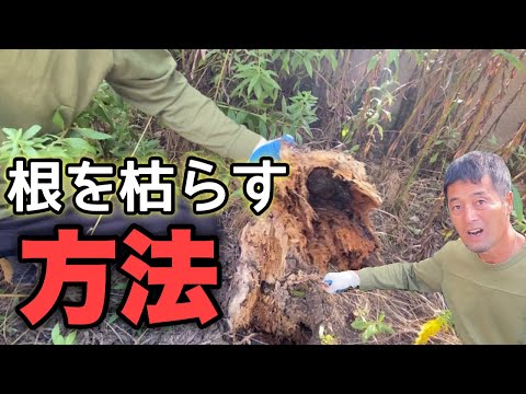 木の根による被害とその回避方法 トピックス