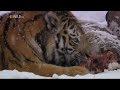 Asia S Amazon Series Into The Shadowlands Wildlife Documentary