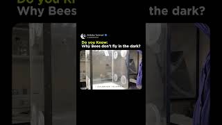 Why Bees Stop Flying at Night | The Truth About Bees in the Dark 🐝🌑