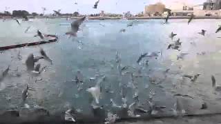 Lake side bird flying over in Dubai.