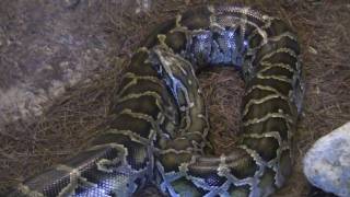 preview picture of video 'Lowry Park Zoo: Asian Python'