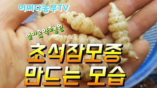 초석잠모종 만드는 모습