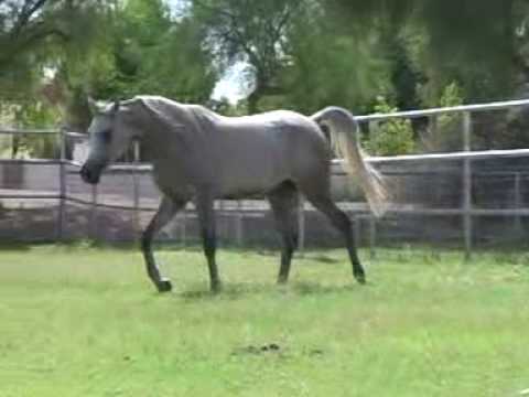 Zahra El Shaklan by Sanadik El Shaklan.mov