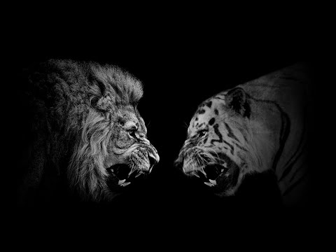 The Territory India Trailer