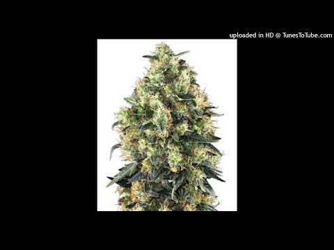Aphrodite - Ganja Man ((Reload So))