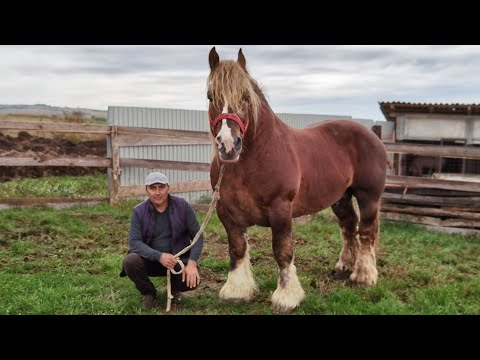 Heavy horse Mr. Cristea Nicu from Bogei - Bihor